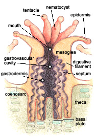Graphic representation of a coral polyp