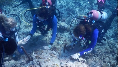 Underwater image of divers attaching Staghorn coral fragments to sea floor at coral nursery site.