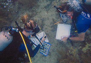 Two scuba divers looking at the ocean floor and holding white writing boards. 