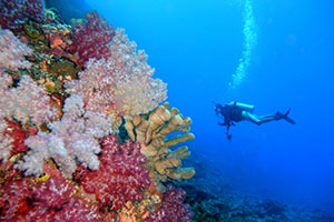 Palmyra Atoll Reef Scene